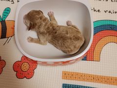 -爱侣宠医·鹦鹉专科·小型哺乳类·异宠专科(灵石路店)