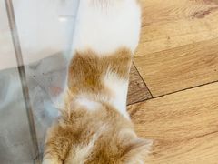-袖虎·猫馆(体育西路店)