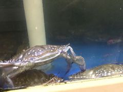-兄弟餐厅(滨海公路店)