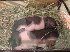 -藦茜花园宠物主题亲子互动体验馆(国顺东路店)