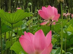 -东郊湿地公园
