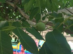 -意大利农场度假村