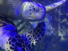 -太平洋海底世界