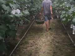 -马陆小张葡萄园农家乐