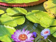 -国家植物园南园