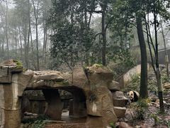 -中国大熊猫保护研究中心雅安碧峰峡基地