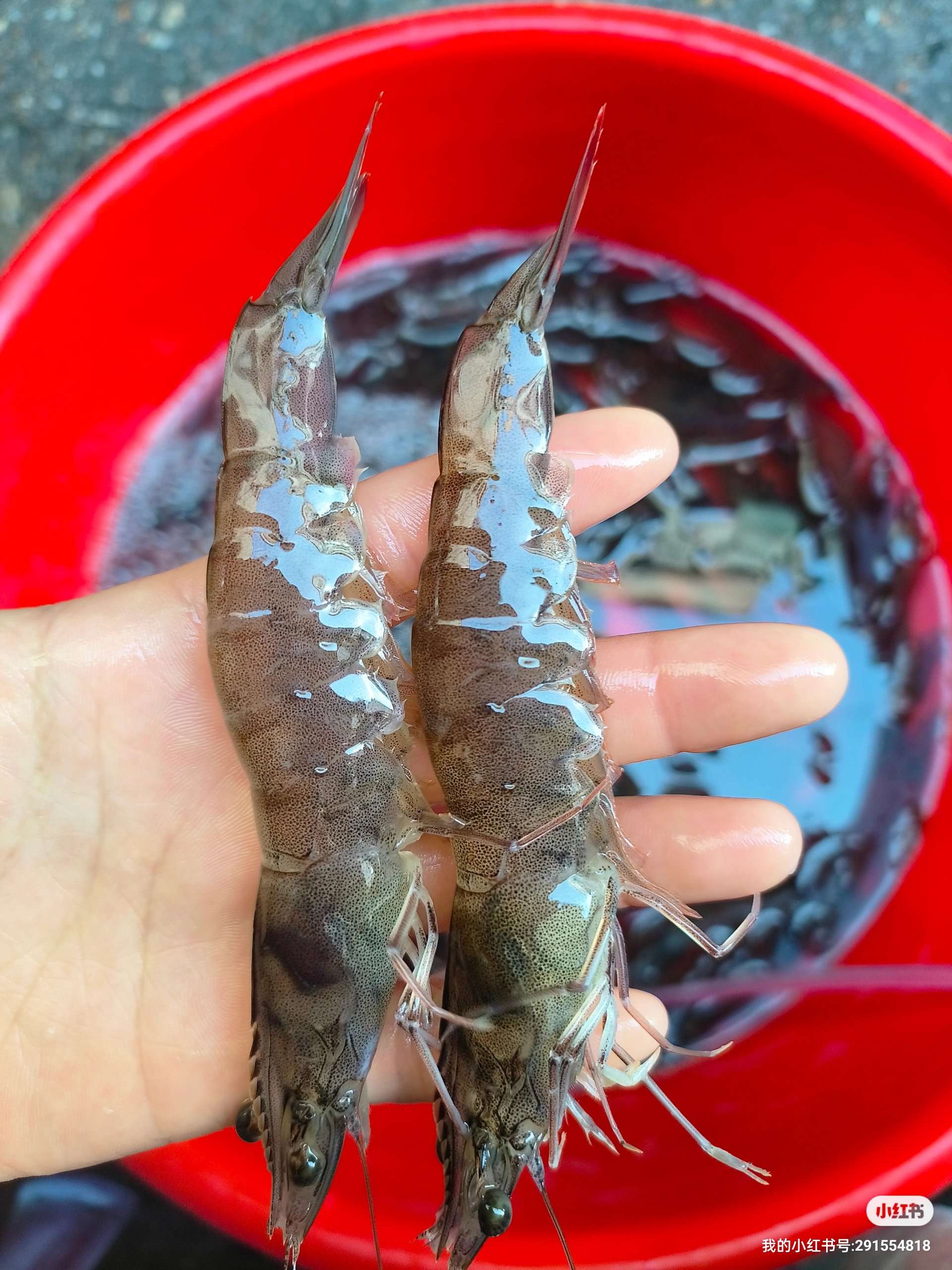 海虾多少钱一斤图片