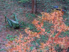 -黄海国家森林公园