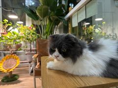 -李小姐の猫咖啡馆(五角场店)