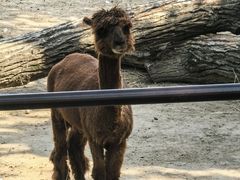-青藏高原野生动物园