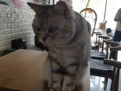 -平行世界·猫咖(首经贸店)