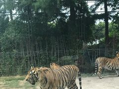 -上海野生动物园老虎餐厅