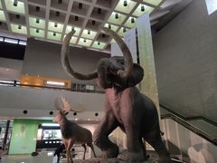 -大阪市立自然史博物馆