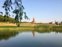 -大塘金香草谷