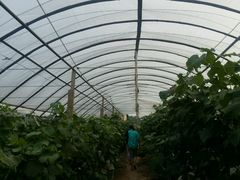 -马陆小张葡萄园农家乐