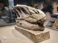 -自贡恐龙博物馆