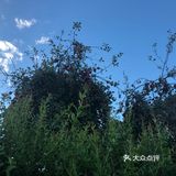 我们跟一日游的团来的，从奥克兰市区到这边大约两个半小时