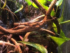 -上海大自然野生昆虫馆(东方明珠·爬宠昆虫探索中心)