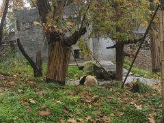 -都江堰中华大熊猫苑