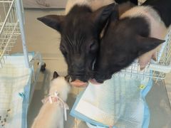 -怪兽屋·羊驼·猫咖·狗咖(俊华广场店)