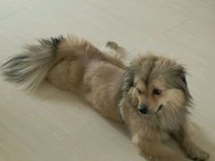 -波姐宠物家庭寄养