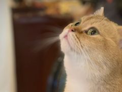 -猫小院猫主题餐厅(三里屯店)