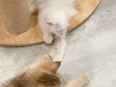 -楼上猫咖(罗湖店)