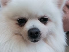 -怪兽屋·羊驼·猫咖·狗咖(俊华广场店)