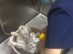 -福懋动物医院·犬猫全科·外科·重症科(杏林分院)