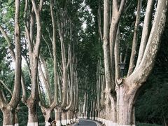 -灵谷景区
