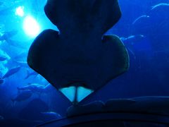 -迪拜水族馆及水下动物园