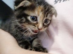 -平行世界·猫咖(首经贸店)