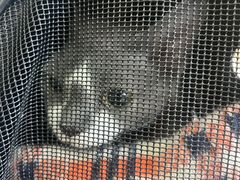 -中农大我爱我爱动物医院·核磁CT·猫病·24小时夜诊中心(石佛营店)