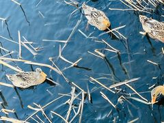 -野鸭湖国家湿地公园