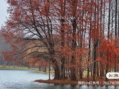 -上海共青森林公园