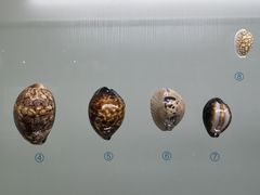 -青岛贝壳博物馆