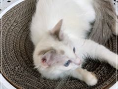 -喵喵咪呀布偶猫咖(春熙路店)