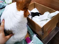 -爱侣宠医·鹦鹉专科·小型哺乳类·异宠专科(灵石路店)