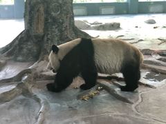 -火烈鸟餐厅