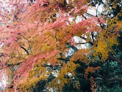 -杭州西湖风景名胜区-钱塘苏小小之墓