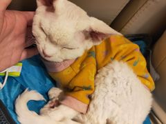 -猫腻·猫咖·撸猫馆(星光大道店)