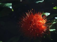 -墨尔本皇家植物园
