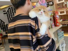 -钦宠·猫咪售卖·洗护·寄养(东圃旗舰店)
