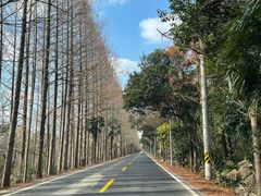 -上海海湾国家森林公园