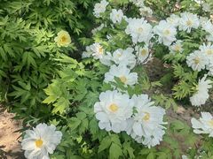 -石家庄市植物园