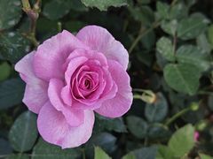 -人民公园(罗湖区)