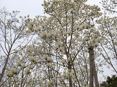 -嘉北郊野公园