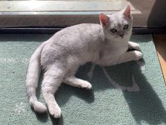 -翊宠yipet猫狗购宠庄园犬舍•猫舍