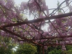 -嘉定紫藤园