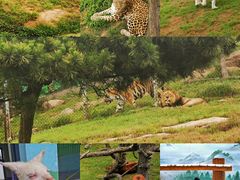 -西霞口神雕山野生动物世界